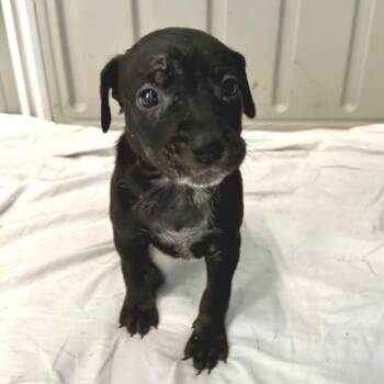 Tulip 0355 -  Australian Cattle Dog Blue Heeler and Mixed Breed Dog for Adoption in Loxahatchee Groves, Florida - Tulip 0355 | PetCurious