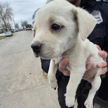 Shepherd Dogs Available for Adoption - Sid | PetCurious