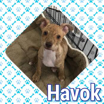 Rescue Chihuahua and American Staffordshire Terrier Dogs for Adoption in Tucson, Arizona - Havok | PetCurious