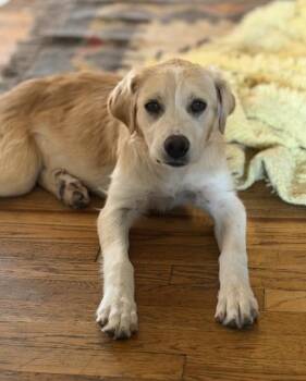 RACHEL -  Great Pyrenees Dog for Adoption in Broomfield, Colorado - RACHEL | PetCurious