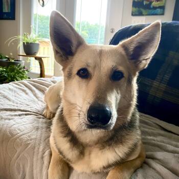 Ginger -  German Shepherd Dog Dog for Adoption in Wantagh, New York - Ginger | PetCurious