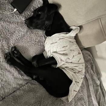 Black Labrador Retriever Dogs Available for Adoption - Awesome Ambar! | PetCurious