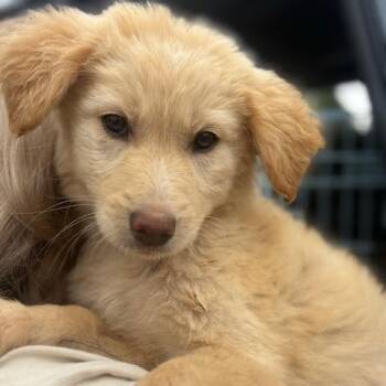 Great Pyrenees and Mixed Breed Dogs Available for Adoption in Marshall, Texas - June | PetCurious