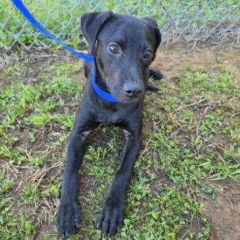 Labrador Retriever Dogs Available for Adoption - Stella | PetCurious