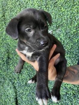 Shepherd and Mixed Breed Dogs Available for Adoption - 60293411 | PetCurious
