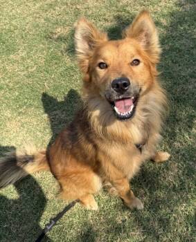 Rescue Golden Retriever and Border Collie Dogs for Adoption in Tulare, California - Jackson | PetCurious