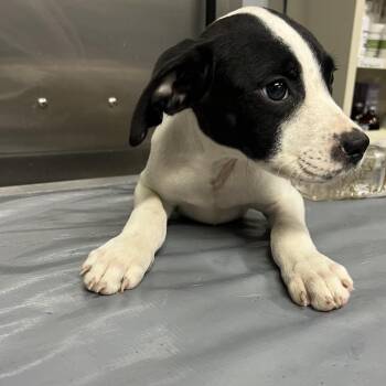 Mixed Breed Dogs Available for Adoption - Shy-Shy @ Foster | PetCurious