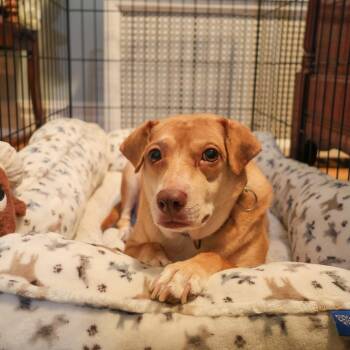 Jump Rope -  Cocker Spaniel and Shar Pei Dog for Adoption in La Grange, Kentucky - Jump Rope | PetCurious