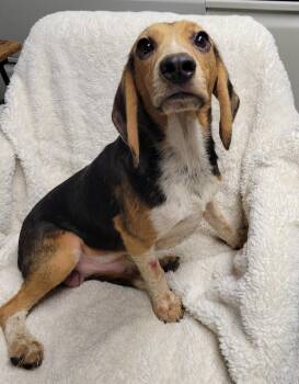 Ash -  Beagle Dog for Adoption in Lisbon, Ohio - Ash | PetCurious