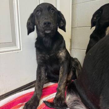 Labrador Retriever and Mixed Breed Dogs Available for Adoption in New York, New York - Slinky | PetCurious