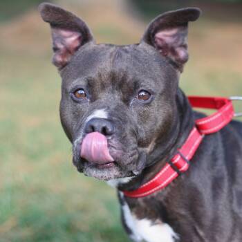 Rescue Mixed Breed Dogs for Adoption in Allentown, Pennsylvania - Esme | PetCurious