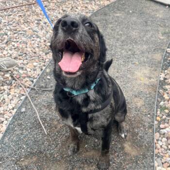 Waylon -  Australian Shepherd and Golden Retriever Dog for Adoption in Cheyenne, Wyoming - Waylon | PetCurious