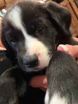 Banana -  Mixed Breed Dog for Adoption in Lindenhurst, New York - Banana | PetCurious