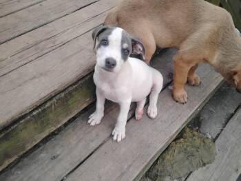 Chicken Little -  Jack Russell Terrier and Feist Dog for Adoption in Semmes, Alabama - Chicken Little | PetCurious
