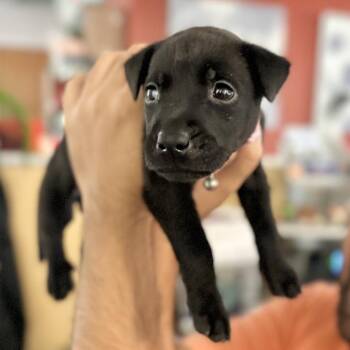 Dolly* -  Labrador Retriever and Pit Bull Terrier Dog for Adoption in San Gabriel, California - Dolly* | PetCurious