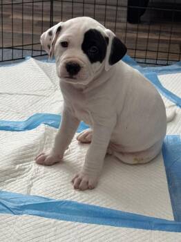 Dr Dre -  Mixed Breed Dog for Adoption - Dr Dre | PetCurious