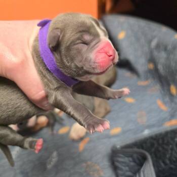 English Bulldog and Boston Terrier Dogs Available for Adoption - Sunny Sunflower | PetCurious