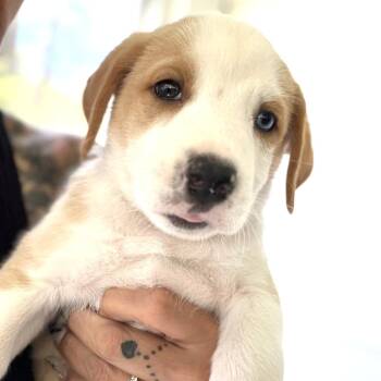 Hound and Mixed Breed Dogs Available for Adoption in Stormville, New York - NY Tootsie Avail May 9 (Carmel NY Fire Dept) | PetCurious