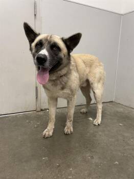 Rescue Akita and Mixed Breed Dogs for Adoption in Rosenberg, Texas - BUDDY | PetCurious