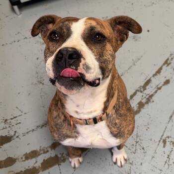 KATE -  Staffordshire Bull Terrier Dog for Adoption in Chico, California - KATE | PetCurious