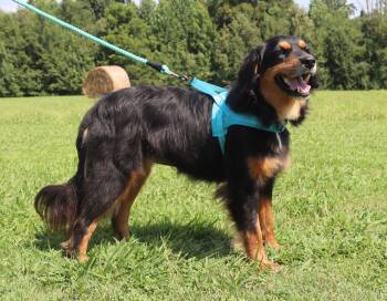 Angel -  Australian Shepherd Dog for Adoption in Winchester, Tennessee - Angel | PetCurious