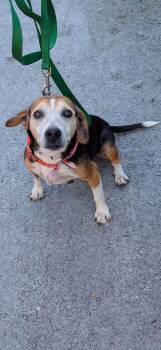 Molly -  Beagle Dog for Adoption in Lexington, Kentucky - Molly | PetCurious