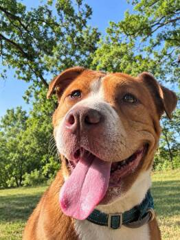 Rollie -  Shar Pei and Mixed Breed Dog for Adoption in Weldon, Illinois - Rollie | PetCurious