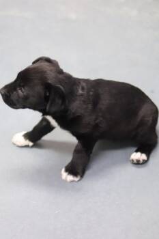 Mixed Breed Dogs Available for Adoption - Jasmine | PetCurious