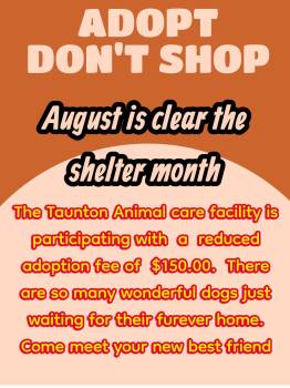 August is clear the Shelter month -  American Bully Dog for Adoption in Taunton, Massachusetts - August Is Clear The Shelter Month | PetCurious