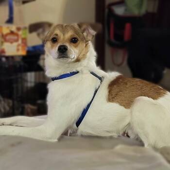 Rat Terrier and Chihuahua Dogs Available for Adoption - Beck | PetCurious