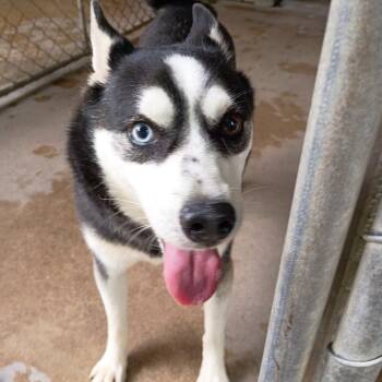 Rocky -  Klee Kai Dog for Adoption in Tyler, Texas - Rocky | PetCurious