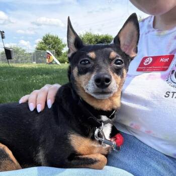 Theo -  Miniature Pinscher Dog for Adoption in Elyria, Ohio - Theo | PetCurious
