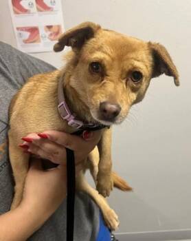 Becky -  Terrier and Mixed Breed Dog for Adoption in Fresno, California - Becky | PetCurious
