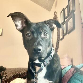 Shepherd Dogs Available for Adoption - Stanley | PetCurious