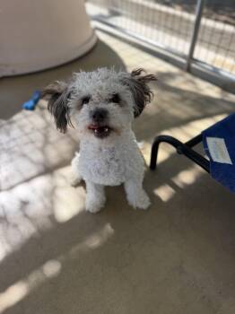 Sunny -  Poodle Dog for Adoption in Littlerock, California - Sunny | PetCurious