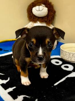 Minion -  Chihuahua and Mixed Breed Dog for Adoption in Clinton, South Carolina - Minion | PetCurious