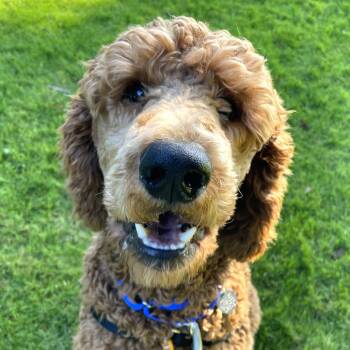 Rescue Standard Poodle Dogs for Adoption in Woodinville, Washington - Ferrero Rocher | PetCurious