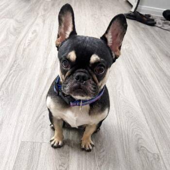 Celine -  French Bulldog Dog for Adoption in Austin, Texas - Celine | PetCurious