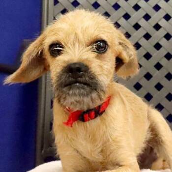 Gus -  Terrier Dog for Adoption in Midland, Texas - Gus | PetCurious