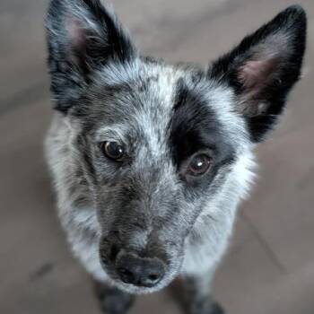Stormy- In Foster! -  Mixed Breed and Australian Cattle Dog Blue Heeler Dog for Adoption in Flagstaff, Arizona - Stormy- In Foster! | PetCurious