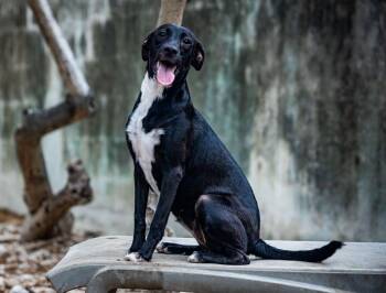 Bella -  Labrador Retriever and English Pointer Dog for Adoption in New York, New York - Bella | PetCurious
