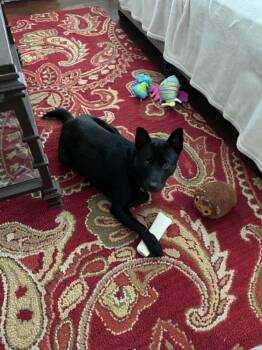 Magic -  Schipperke and Australian Kelpie Dog for Adoption in Youngsville, North Carolina - Magic | PetCurious