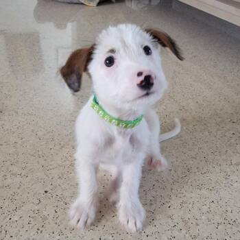Finn -  Chihuahua Dog for Adoption in Isabela, Isabela - Finn | PetCurious