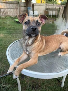 Rescue Chihuahua Dogs for Adoption in Libertyville, Illinois - Rocky | PetCurious