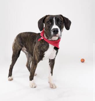 Pit Bull Terrier Dogs Available for Adoption in Pembroke, Massachusetts - Edith | PetCurious