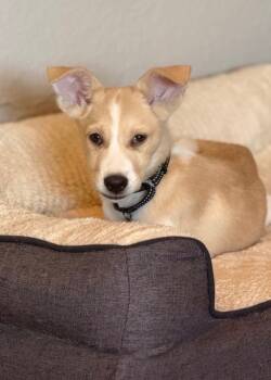 Rescue Husky Dogs for Adoption in Carson City, Nevada - Candy Corn | PetCurious