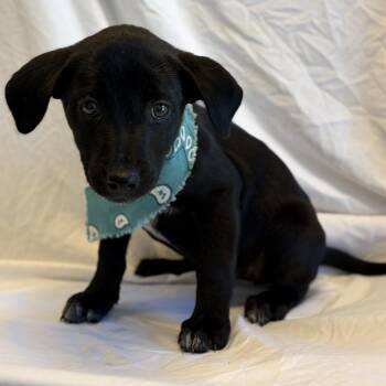 Glacier -  Mixed Breed Dog for Adoption in Canal Winchester, Ohio - Glacier | PetCurious