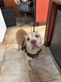 Rescue Mixed Breed Dogs for Adoption in Cincinnati, Ohio - Chipotle | PetCurious