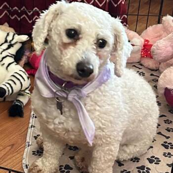 Bichon Frise Dogs Available for Adoption in Brockport, New York - Primrose | PetCurious