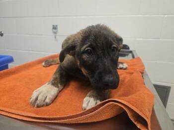 SCRABBLE -  German Shepherd Dog and Mixed Breed Dog for Adoption in Auburn, California - SCRABBLE | PetCurious